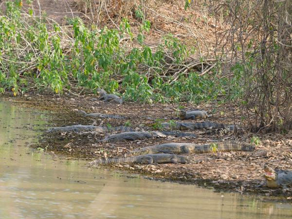 Yacarekaaiman (Caiman yacare)